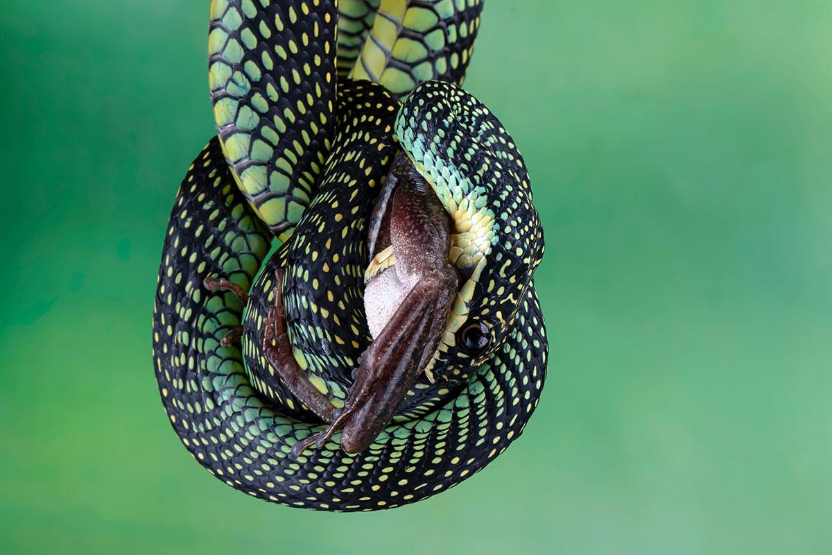 Ekologens extrema kamp i Amazonas