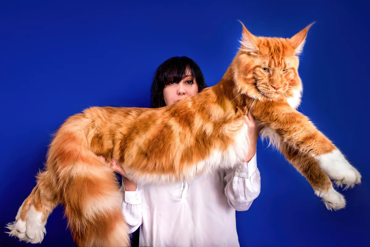 Maine Coon-katter: de milda jättarna i kattvärlden